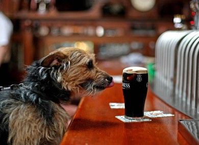 Even the dog on the street knows an Irish pint is the best