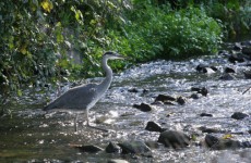 A Heron in the Tolka river in Dublin today where Salmon have returned to the once heavily polluted area.
