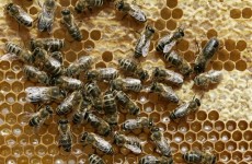 Honey bees sit on a honeycomb. 