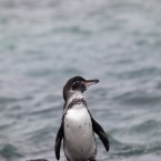 Penguin on the mount (Ndecam/Flickr)
