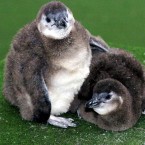 Two blackfooted penguin chicks snuggle together on a damp afternoon at London Zoo. Awh! (Press Association) 