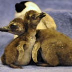 ZSL London Zoo's most recent arrivals, African black footed penguins Primrose (right) and Regents, named after local landmarks Primrose Hill and Regents Park.
