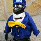 Too cute? Haruka, an African penguin who will serve as a ''conductor'' for Ichibata Electric Railway Co. in Shimane Prefecture, Japan (Photo provided by Matsue Vogel Park/Kyodo)