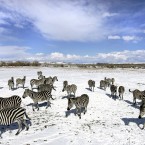 Snow joke, that's a lot of zebras right there (AP Photo/Douglas C. Pizac)