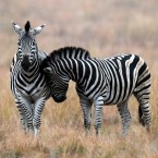 One of these fellas was a little shy (PA Photo/Owen Humphreys)