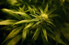Man arrested as gardaí seize cannabis plants worth €800k in Kildare