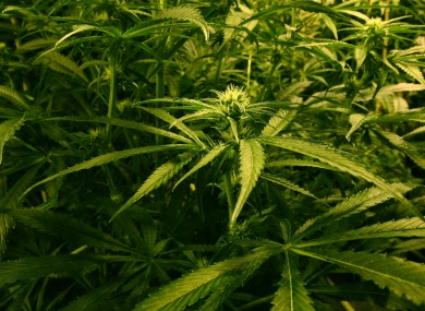 Cannabis plants (File photo)