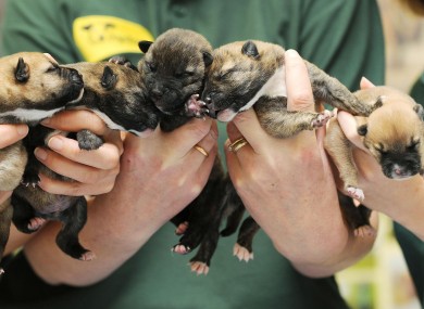 Hatty, Chief, Pip, Squeak and Gizmo.