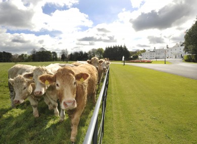 Cows hanging out in a field outside Áras an Uachtaráin earlier this week