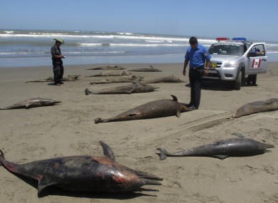 a scientist take photos of dolphin caracasses on the shore of Pimentel Beach in Chiclayo, Peru