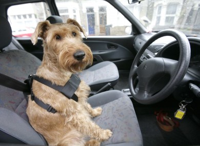 Whatever about which lane you should be in, THIS is definitely against the rules of the road...