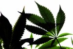 Cannabis plants and cash seized in garda searches
