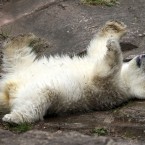 Chillin' (AP Photo/Andreas Beil)