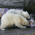A feast of fish (AP Photo/Lilli Strauss)