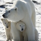 (AP Photo/The Canadian Press,Jonathan Hayward/file)