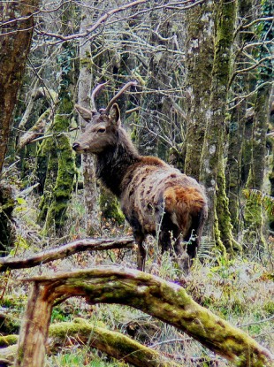 A young buck in Kerry