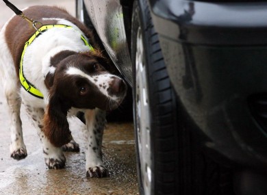 Not Ralph: A typical Customs sniffer dog (File photo)