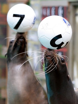 Paul the Octopus, eat your heart out: sealions Max and Biffo pick the Lucky Star numbers for the Knowsley Safari Park EuroMillions syndicate.