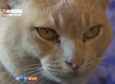 Bekkum the cat