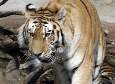 A Siberian tiger similar to those at the Copenhagen zoo