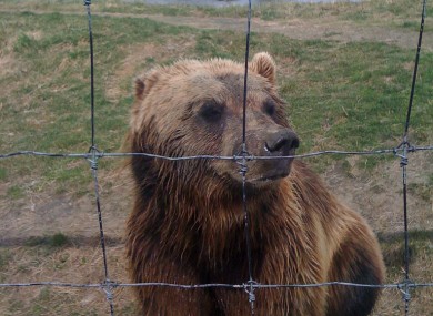 A file photo of a bear. Obviously.