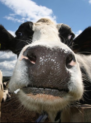 A cow, yesterday. Not pictured: friends.