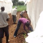 Planting vegetables around the perimeter of the greenhouses