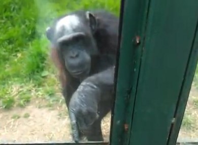 Monkey escape