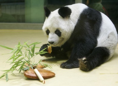 File photo of Bao Bao in 2005