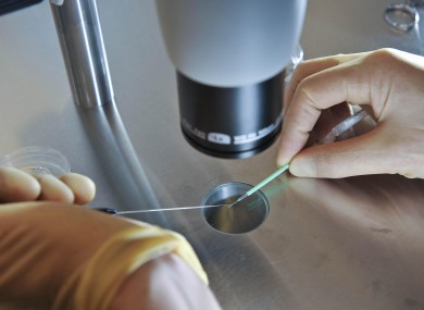 Embryos ready for freezing