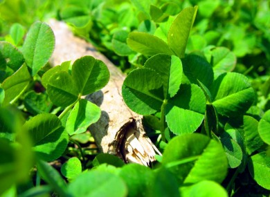 shamrocks2-390x285.jpg