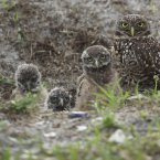 A mature burrowing owl and three young chicks sit at the entrance to their nest in Brian Piccalo Park in Pembroke Pines, Florida in May. (AP Photo/J Pat Carter)