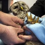 In January this year, this owl was caught in a rabbit snare but survived after being treated for a damaged leg. Yay. (AP Photo/Andrew Vaughan, The Canadian Press)