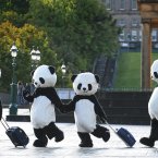 Giant pandas have descended on Edinburgh this weekend for the semi-finals of the Chengdu Pambassador competition, which offers a chance for four people to become global Pambassadors and tour the world with a message of conservation. (Mark Runnacles/PA)
