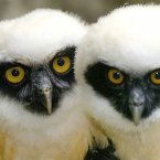 Two spectacled owl chicks, one born in March and the other in April 2005, perch together at the Berlin Zoo. (AP Photo/Kristy May)