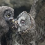 A 10-week old female Great Gray Owl is fed a dead mouse by her father at Berlin Zoo earlier this year. (AP Photo/Gero Breloer)