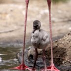 A flamingo chick stands beneath its mother's legs in Al-Areen Wildlife Park, in Sakhir, Bahrain. (AP Photo/Hasan Jamali)