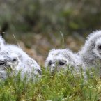 Tawny owl chicks in Kielder Forest, Northumberland. The tawny owl population in one of the UK's largest forests is booming as a result of the harsh winter, a Forestry Commission expert said last year. 