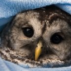 The same owl in Nova Scotia, Canada. (AP Photo/The Canadian Press, Andrew Vaughan)
