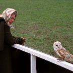 One isn't sure about the proximity of the Barn Owl.