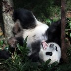 Male Giant Panda 