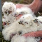 Tawny owl chicks are measured, tagged and weighed as part of a 30-year conservation program to increase their population in Kielder forest. 