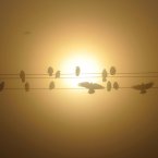 Crows on a telegraph wire on the A59 (PA/ Jonathan Pow | http://jonathanpow.com)