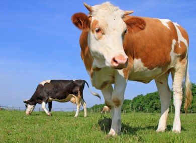 Protestors: Please don't take it out on the cows.