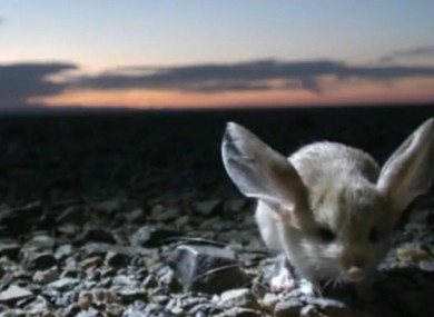 There's a long-eared jerboa