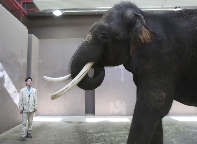 Koshik, a 22-year-old Asian elephant, puts his trunk in his mouth to modulate sound next to his chief trainer Kim Jong-gab at the Everland amusement park in Yongin, South Korea.