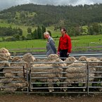 But before that...the Prince of Wales with Stud Manager Brent Thornbury during a visit to the Leenavale Sheep Stud in Sorell Tasmania. Image: Chris Radburn/PA