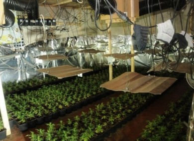 One of the cannabis growing plants discovered by Gardaà yesterday