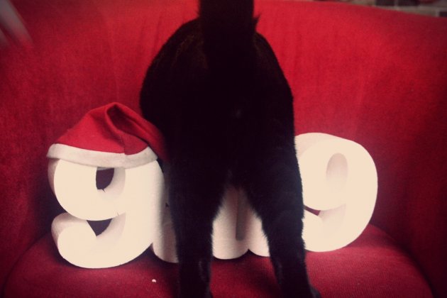 steve the cat arse