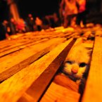 (Photo by Li Xiaohan/ChinaFotoPress)